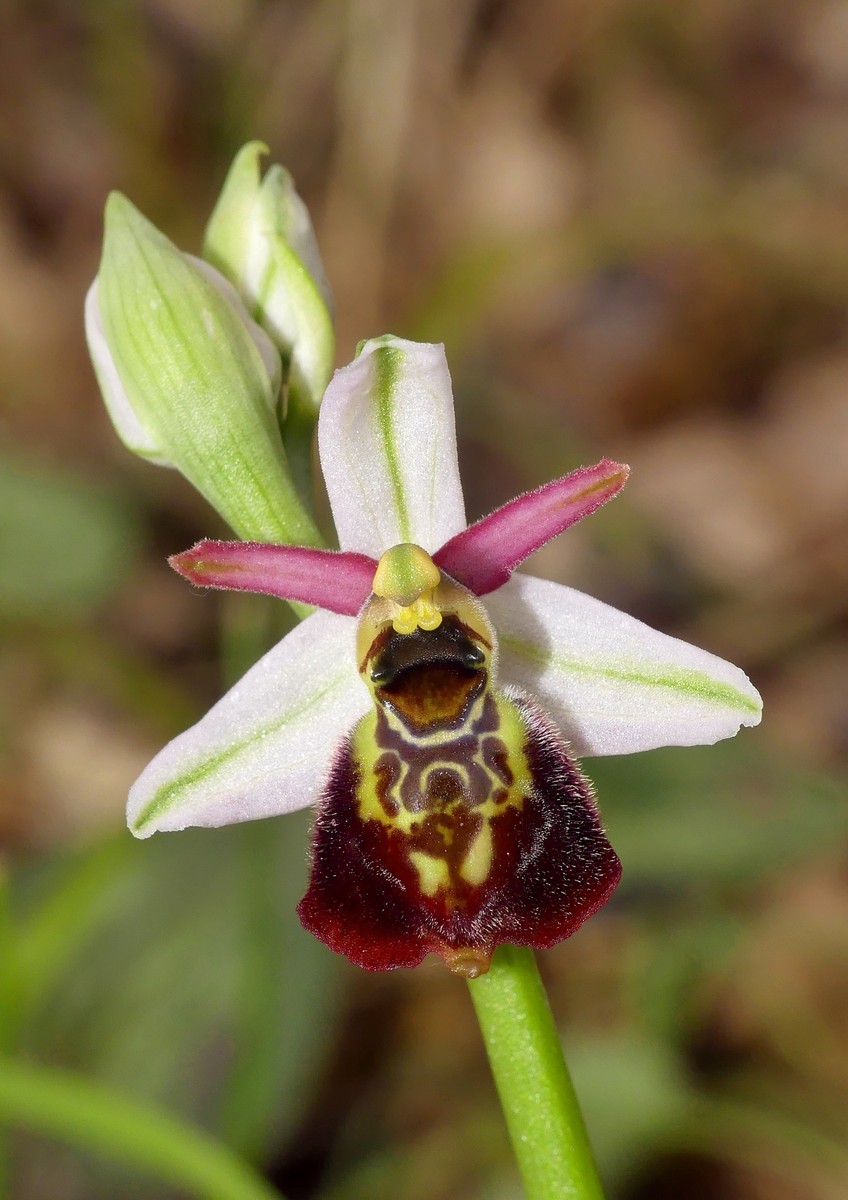 Ophrys exaltata subsp. montis-leonis e forme di variabilit nel Lazio, marzo e aprile 2018